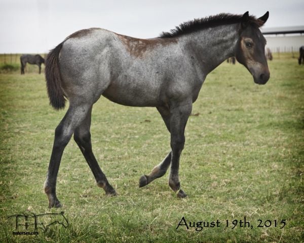 WYO One Sock's 2015 Roan Filly